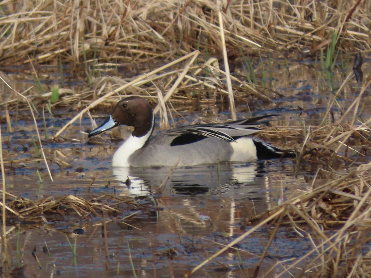 Northern Pintail - Roger Beuck