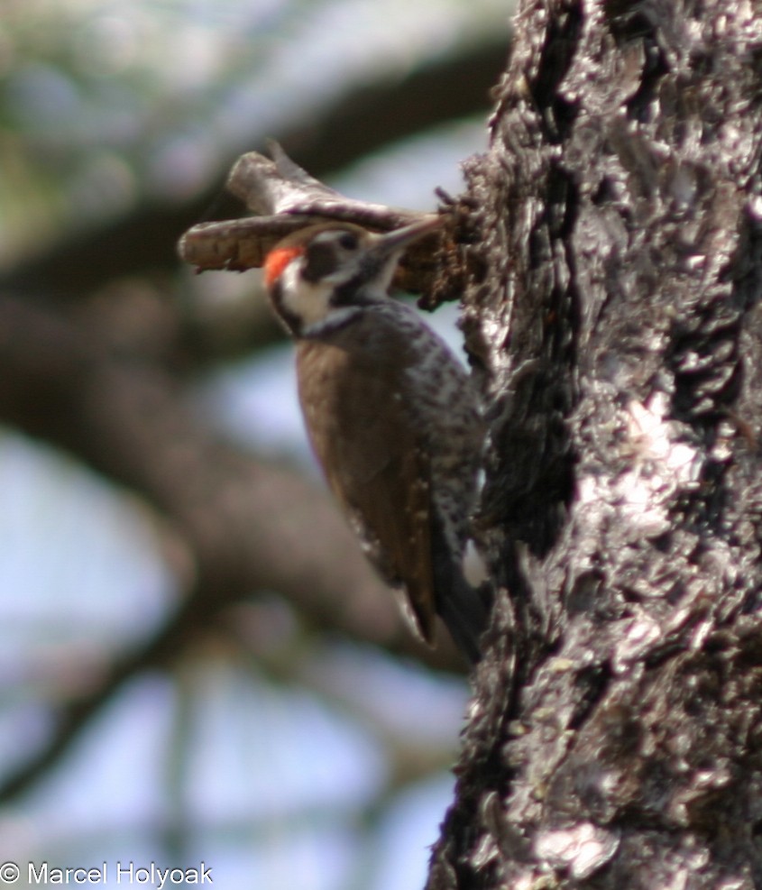Arizona Woodpecker - ML541230311