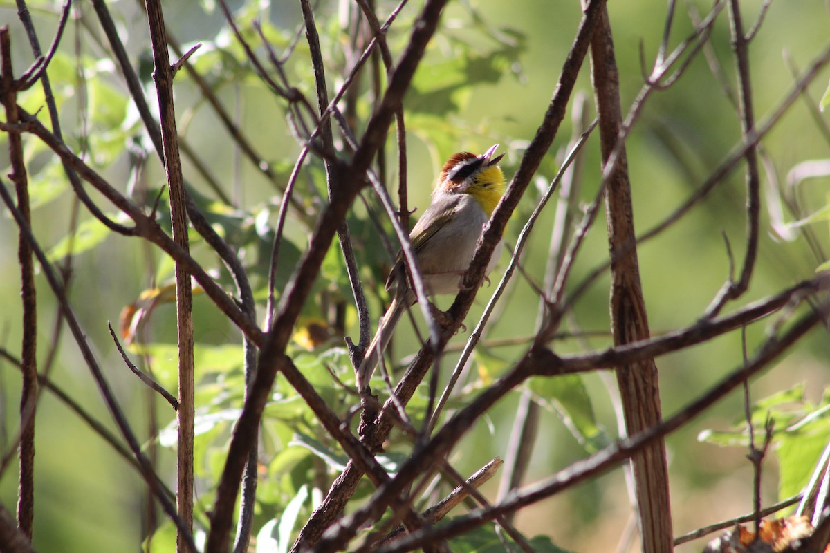 Rufous-capped Warbler - ML541230721