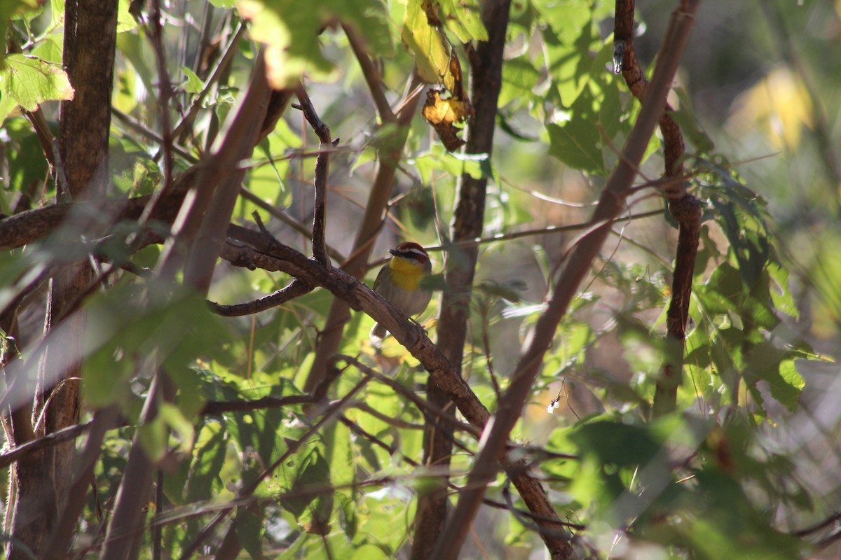 Rufous-capped Warbler - ML541230741