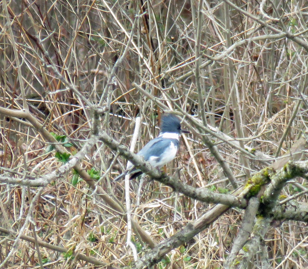 Belted Kingfisher - ML541234331