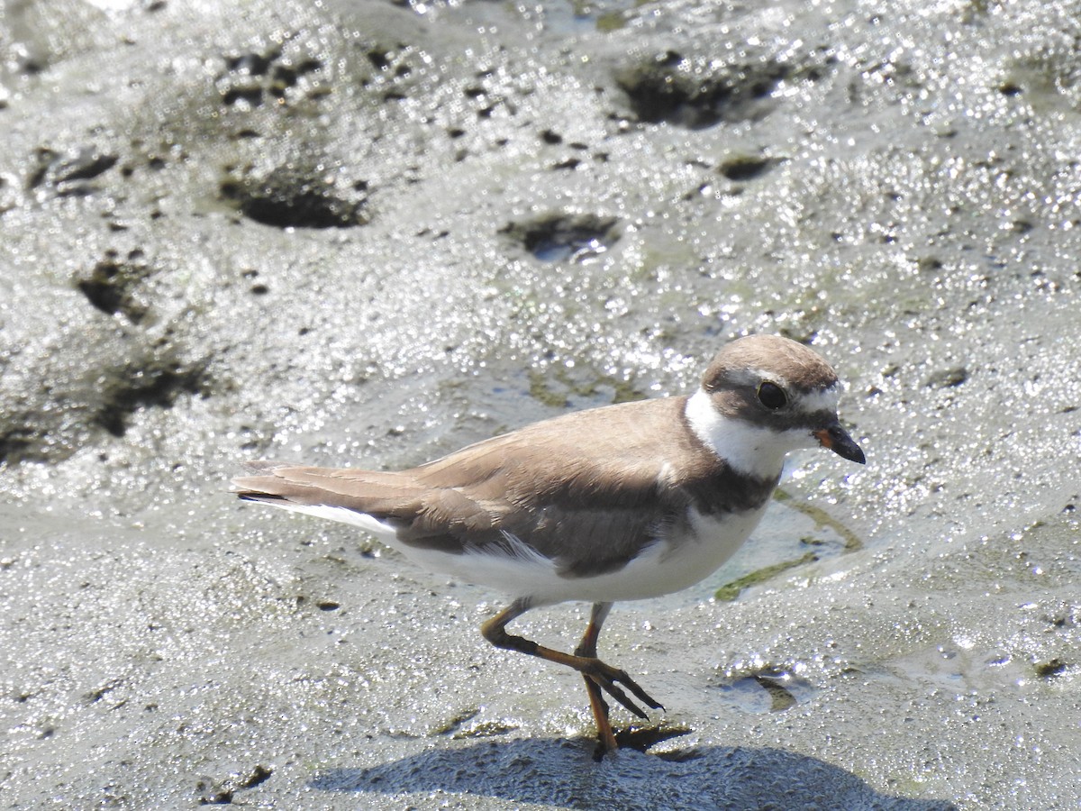 Semipalmated Plover - ML541238751