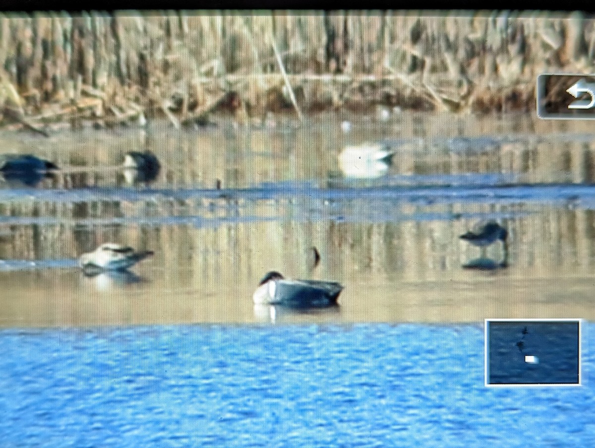 eBird Checklist 26 Feb 2023 Manahawkin WMA 16 species