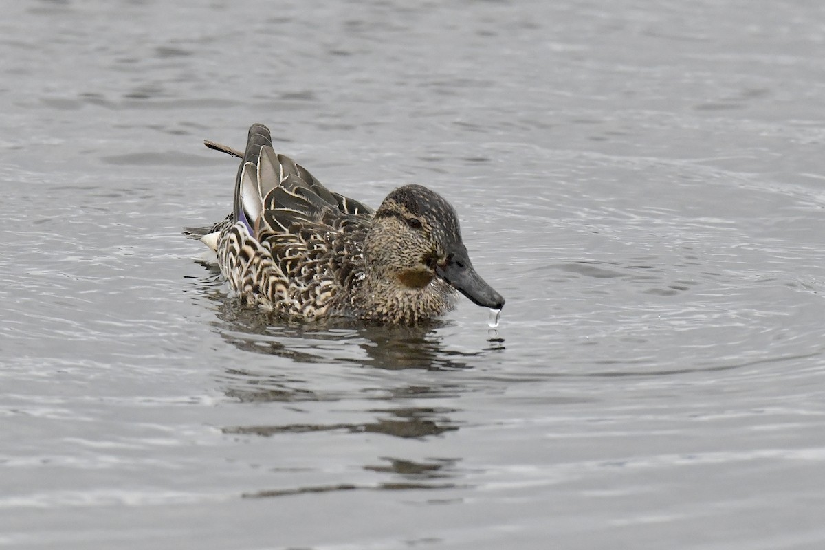 Green-winged Teal - ML541242551