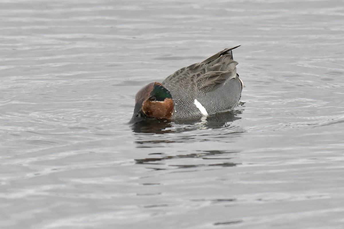 Green-winged Teal - ML541242561