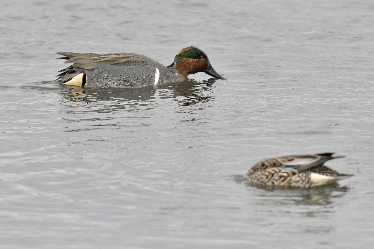 Green-winged Teal - ML541242571