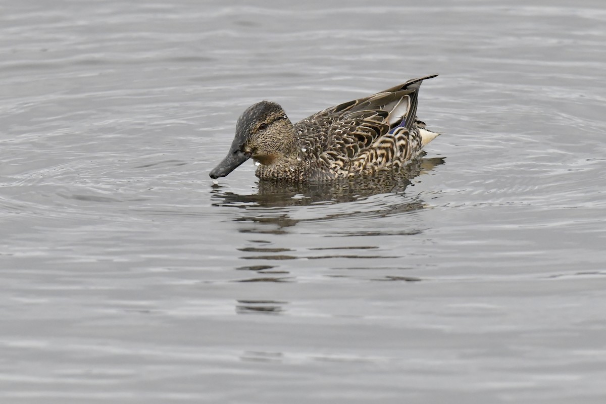 Green-winged Teal - ML541242581