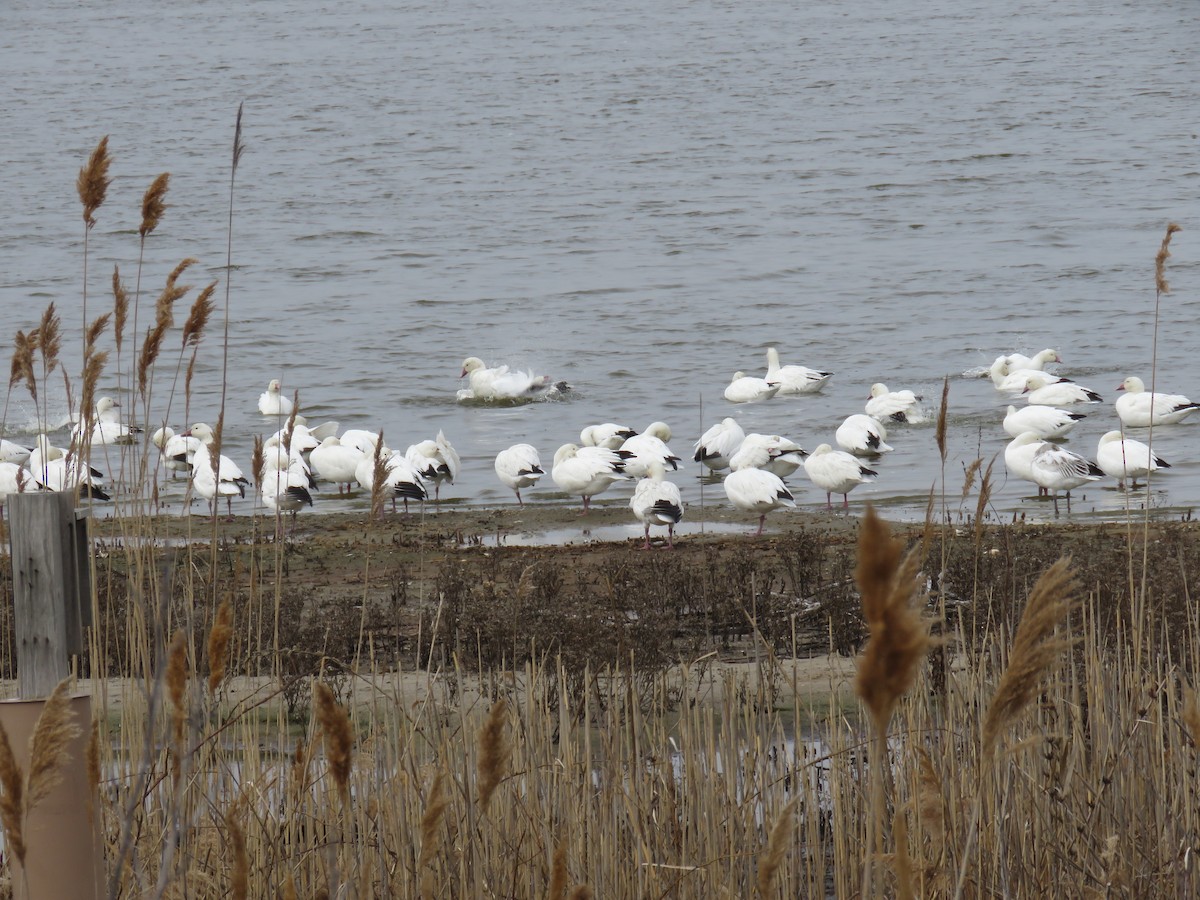 eBird Checklist 2 Mar 2023 Jamaica Bay Wildlife RefugeWest Pond