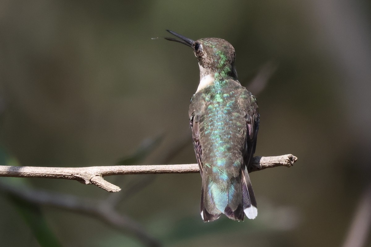 Black-chinned Hummingbird - ML541244551