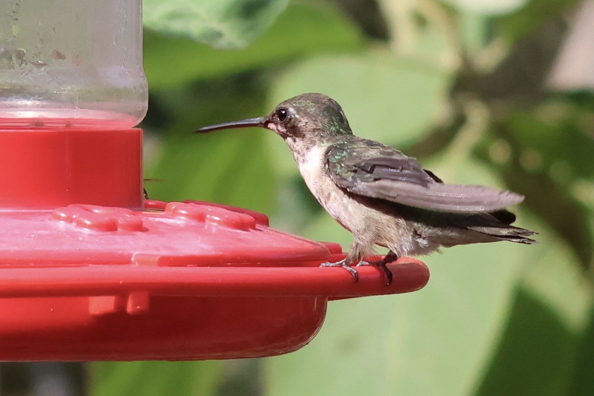 Black-chinned Hummingbird - ML541244561
