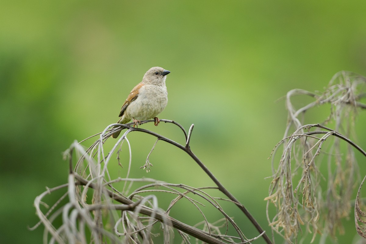 Southern Gray-headed Sparrow - ML541245961