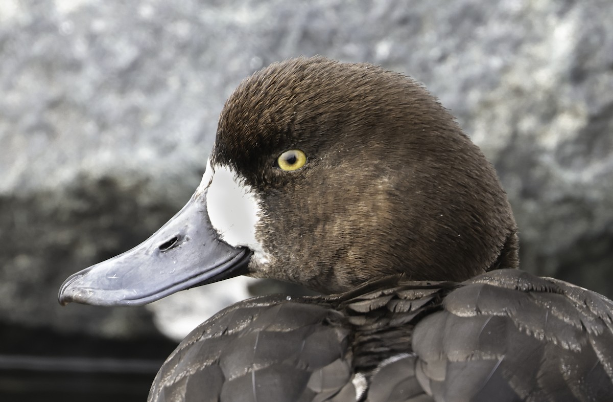 Greater Scaup - ML541247591