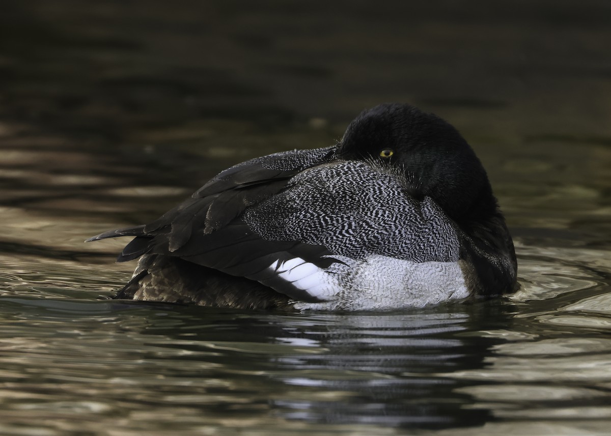 Greater Scaup - ML541247611