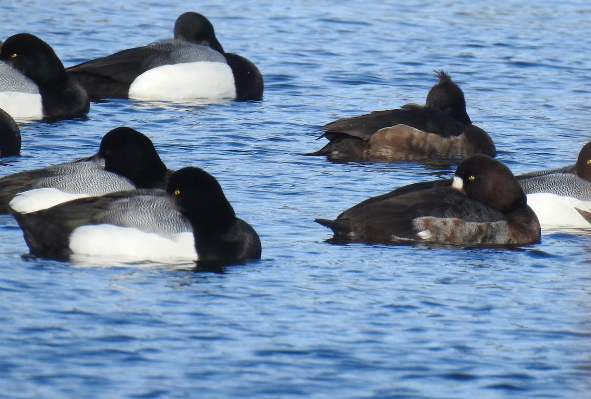 Tufted Duck - ML541249621