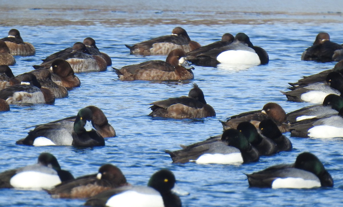 Tufted Duck - ML541249631