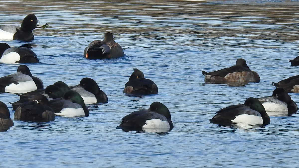 Tufted Duck - ML541249881