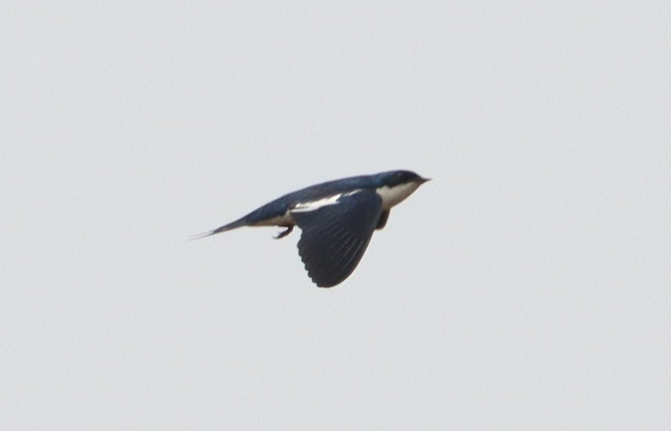 Pied-winged Swallow - ML541250781