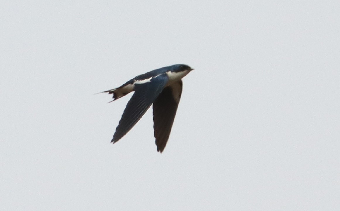 Pied-winged Swallow - ML541250791