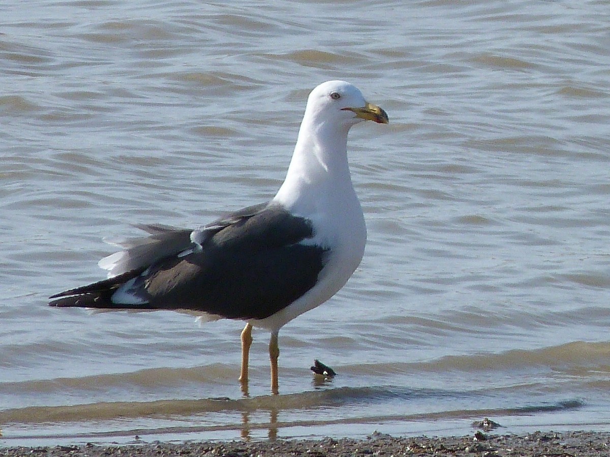 Lesser Black-backed Gull - ML54125341