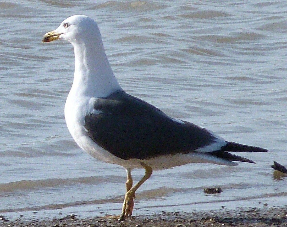 Lesser Black-backed Gull - Kenneth Stinchcomb