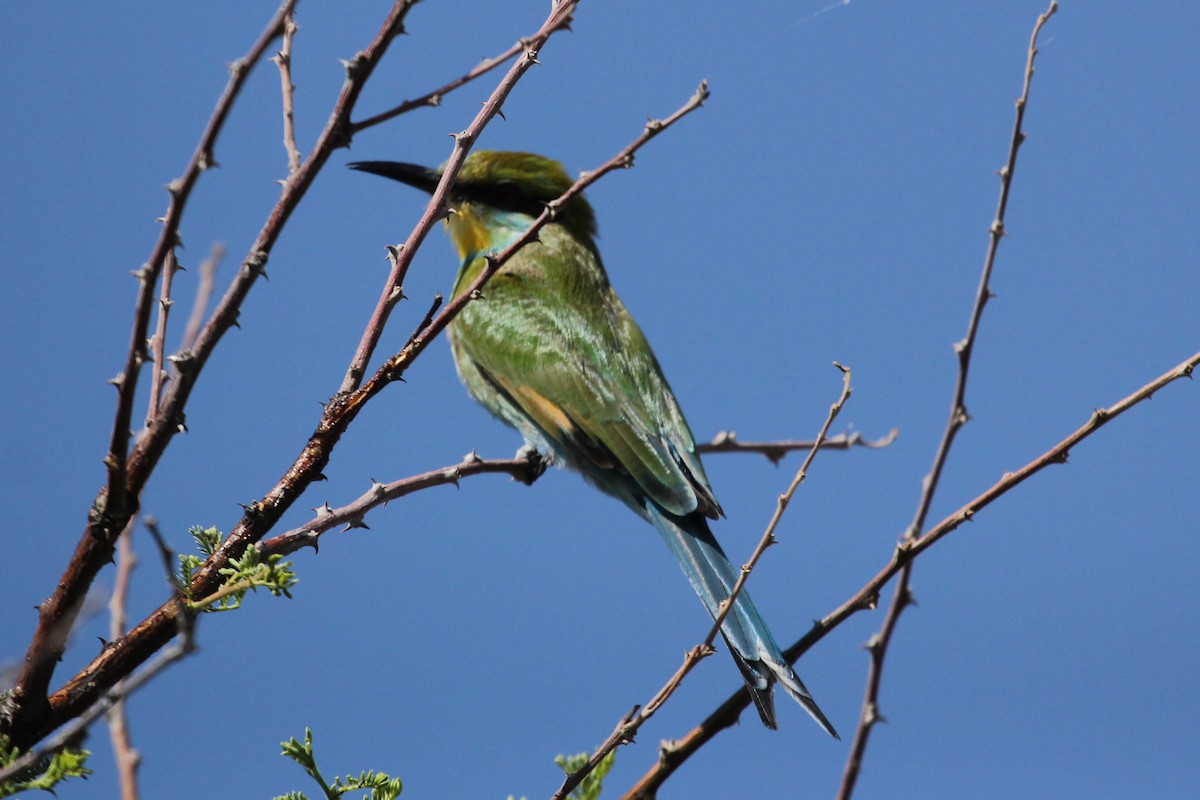 Swallow-tailed Bee-eater - Ray Turnbull