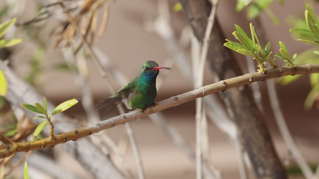 Broad-billed Hummingbird - ML541262751