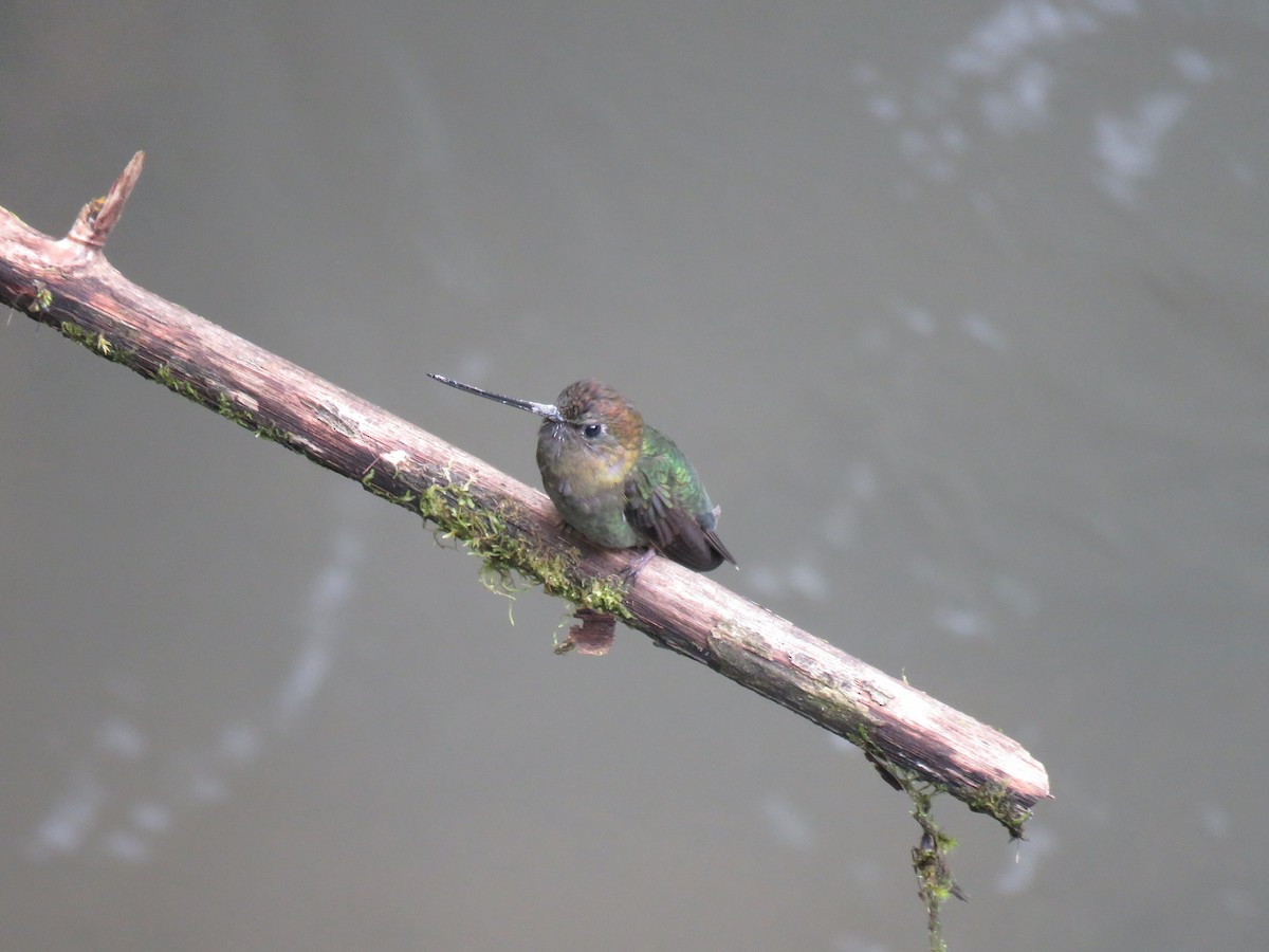 kolibřík zelenočelý - ML541264151
