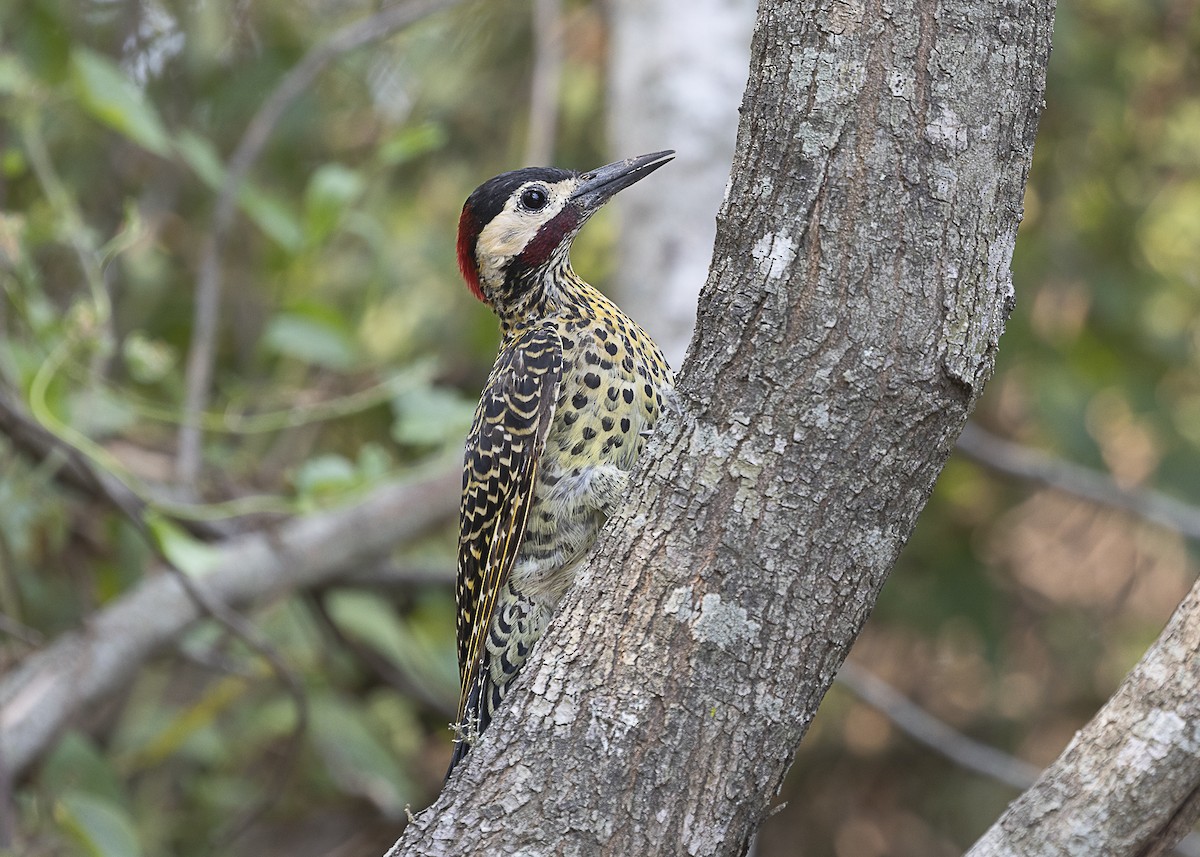 Green-barred Woodpecker - ML541264381