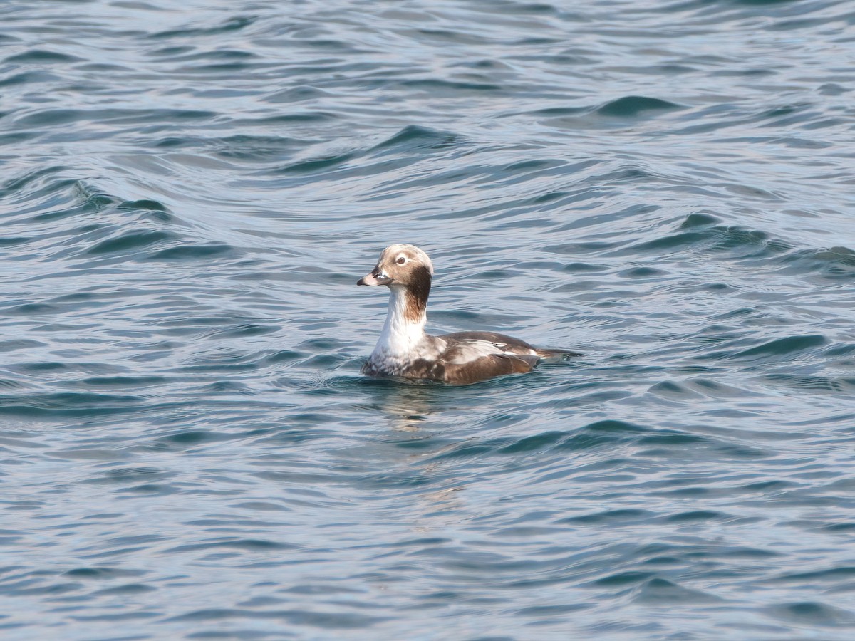 Long-tailed Duck - ML541266321