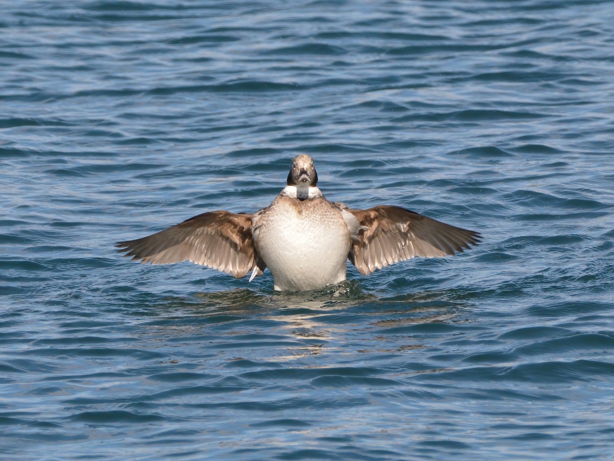 Long-tailed Duck - ML541267531