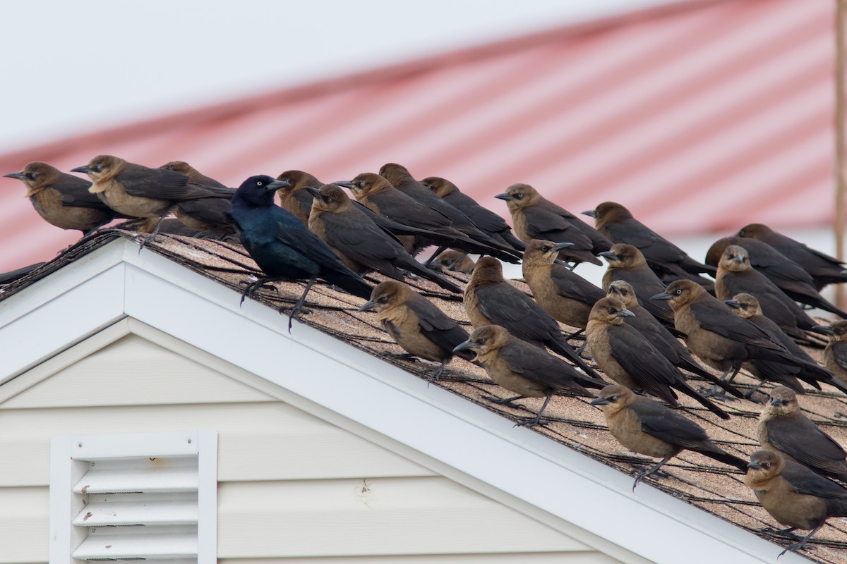 eBird Checklist 2 Mar 2023 StrathmereBayview Ave Boat Ramp 17