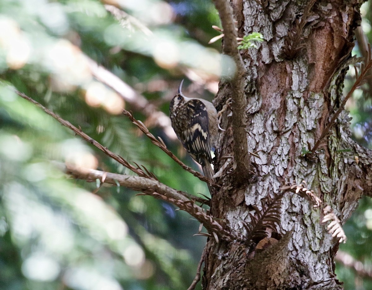 Brown Creeper (occidentalis Group) - ML541270951
