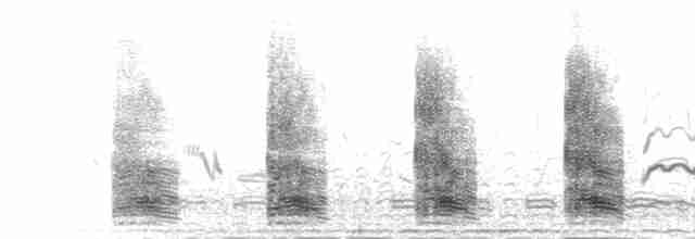  - Graylag Goose (European)