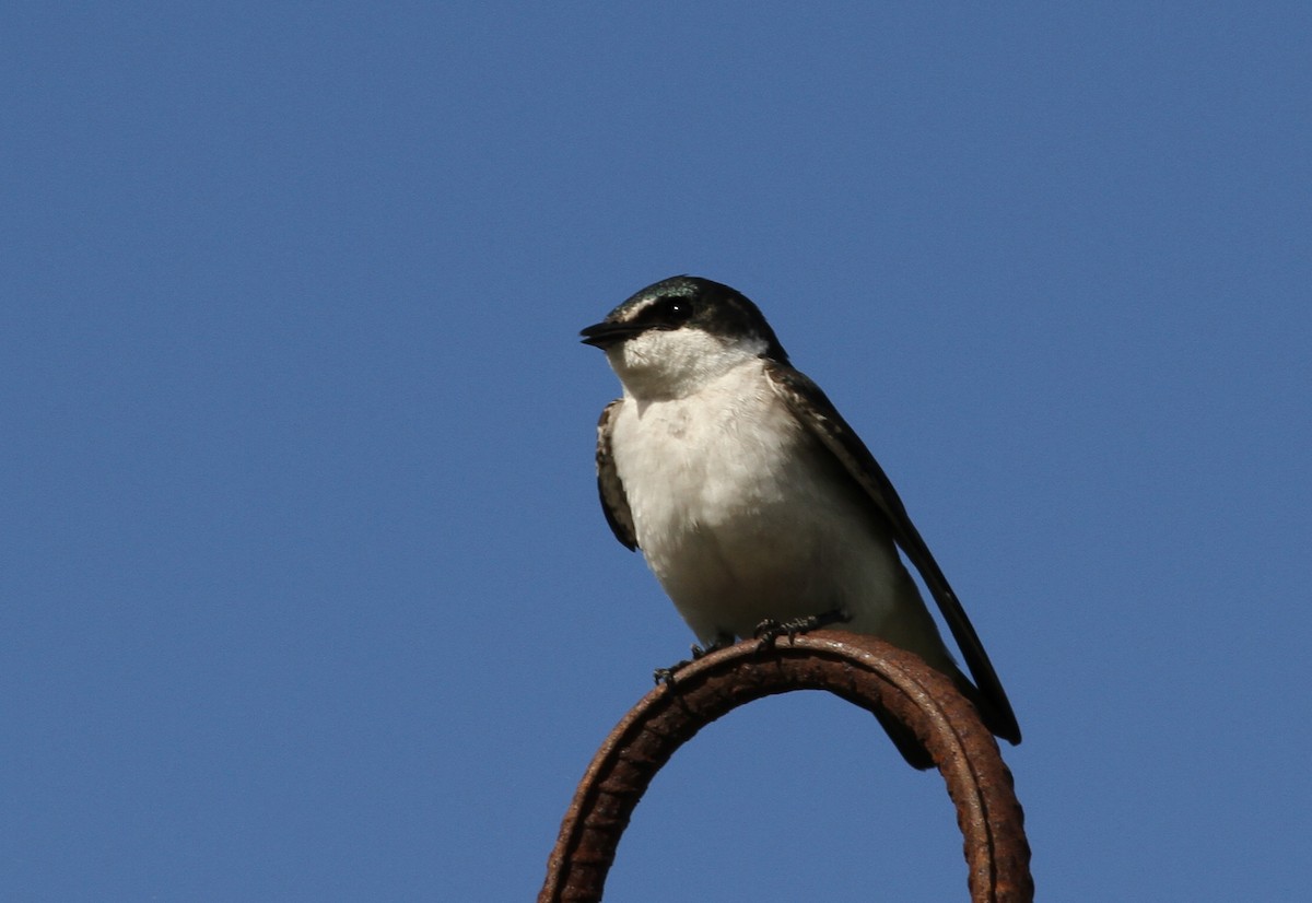 Mangrove Swallow - Georges Duriaux