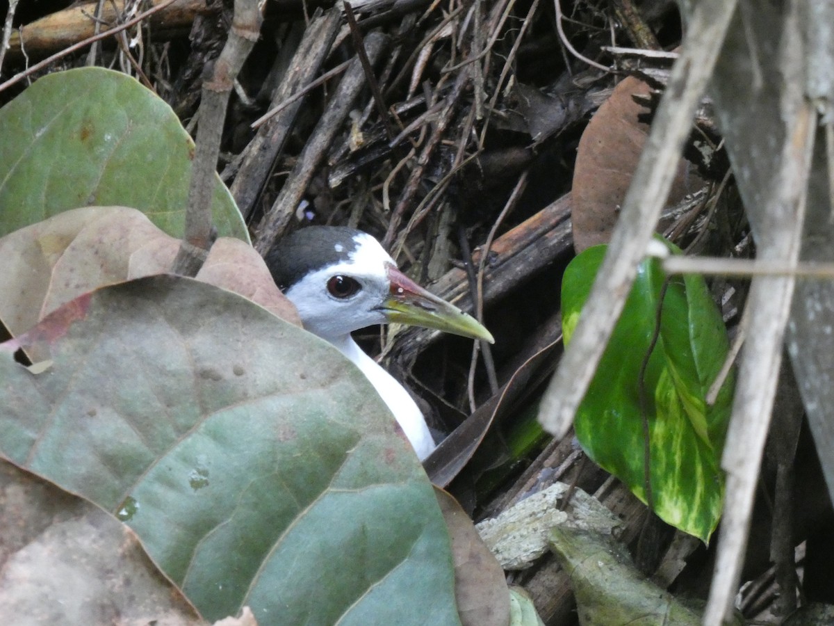 White-breasted Waterhen - Miguel Albornoz