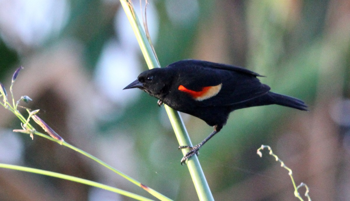 Red-winged Blackbird - ML54127471