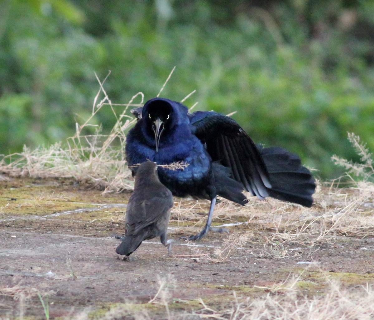 Great-tailed Grackle - ML54127621