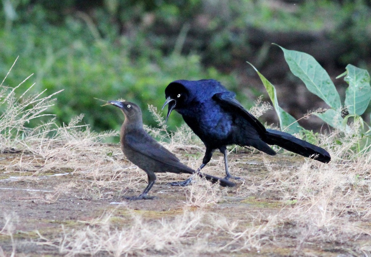 Great-tailed Grackle - ML54127641