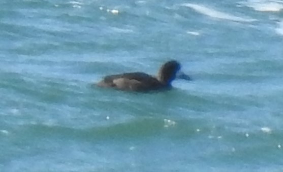 Greater Scaup - ML541277951