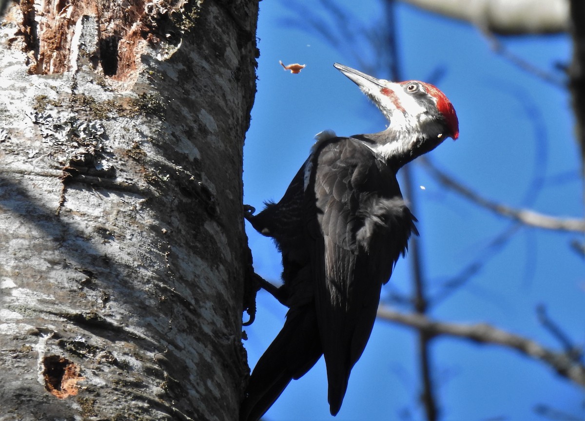 Pileated Woodpecker - Cos van Wermeskerken