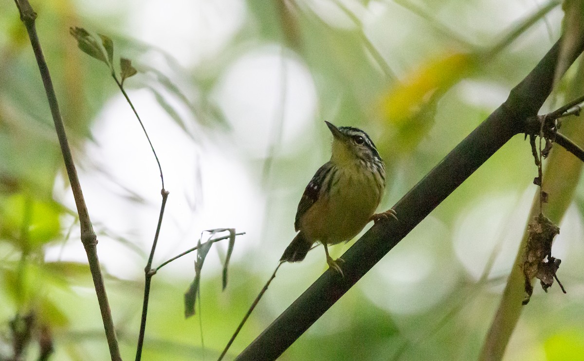 Yellow-breasted Warbling-Antbird - ML541282441