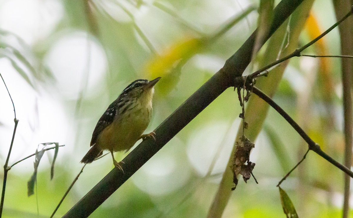 Yellow-breasted Warbling-Antbird - ML541282451