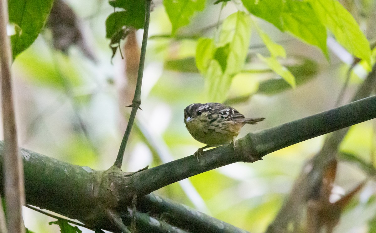 Yellow-breasted Warbling-Antbird - ML541282481