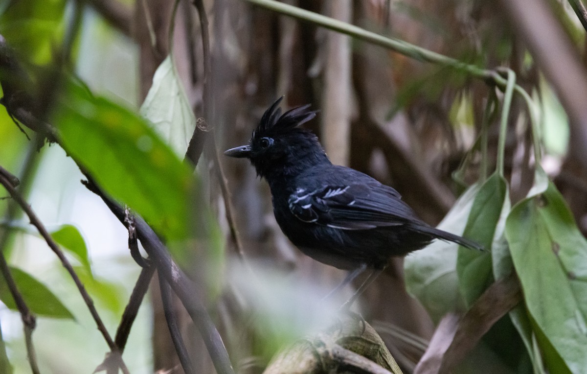 White-lined Antbird - ML541283701
