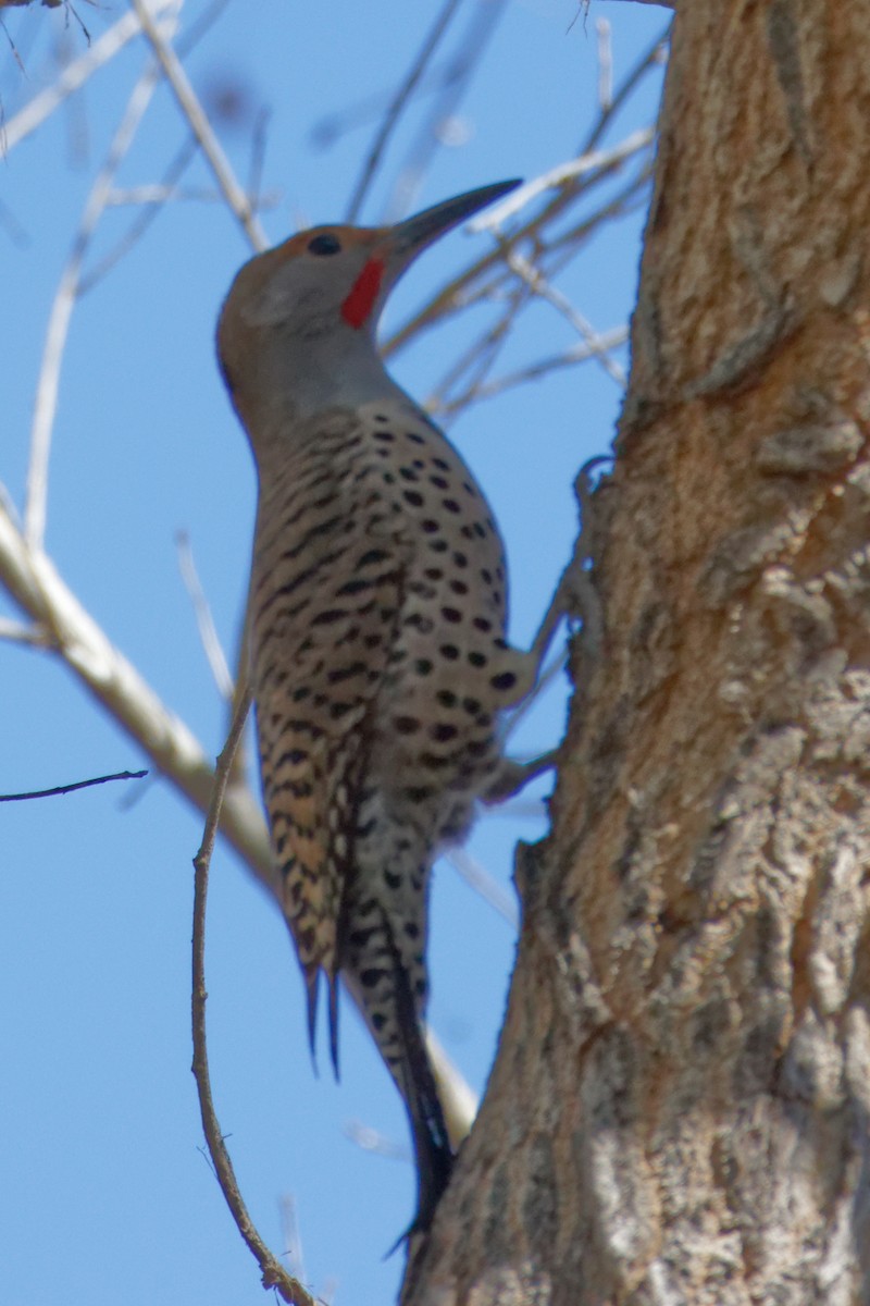Northern Flicker (Red-shafted) - ML541290281