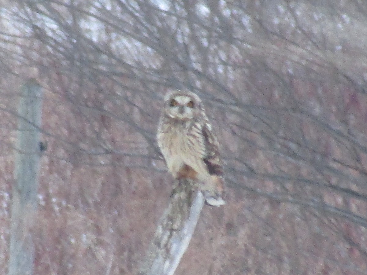 Short-eared Owl - ML541293381