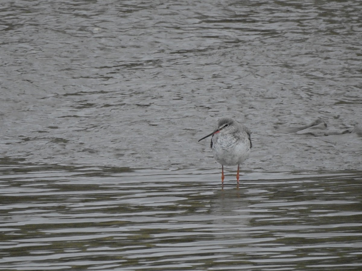 Spotted Redshank - ML541293551