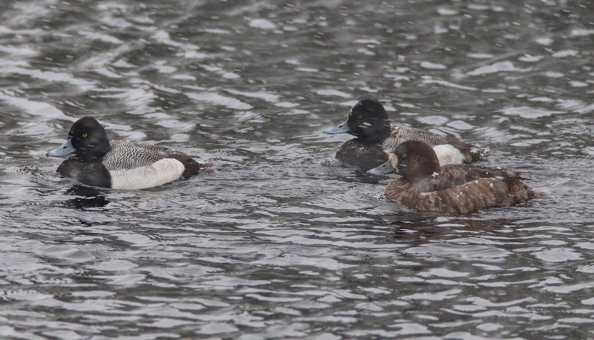 Greater Scaup - ML541294311