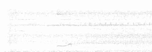 riflingspett (grammicus gr.) - ML541294941