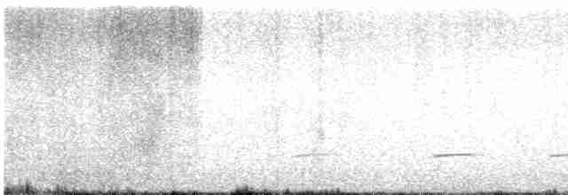 Tororoí sp.(Grallaria sp.) - ML541295671